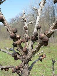 Attēlu rezultāti vaicājumam “gall”