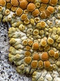 Attēlu rezultāti vaicājumam “Caloplaca saxicola”