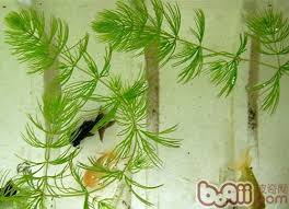 「金魚藻」的圖片搜尋結果