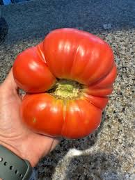 Afbeeldingsresultaat voor stump of the world tomato