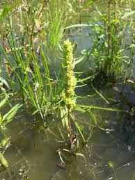 Attēlu rezultāti vaicājumam “Rumex maritimus leaf”