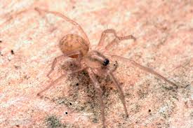 Attēlu rezultāti vaicājumam “Tegenaria sp.”