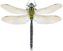 Attēlu rezultāti vaicājumam “Aeshna viridis”