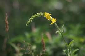 Attēlu rezultāti vaicājumam “Agrimonia pilosa bud”