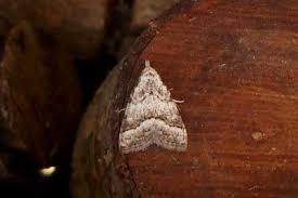 Attēlu rezultāti vaicājumam “Nola aerugula”