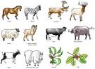 Figure 1 : Evolution, consequences and future of plant and animal ...