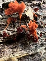 Attēlu rezultāti vaicājumam “Metatrichia vesparia”