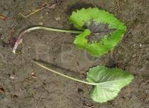 Attēlu rezultāti vaicājumam “Phyteuma spicatum leaf”