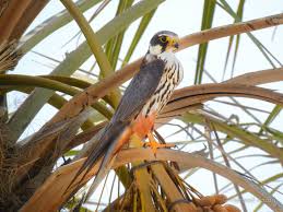 Attēlu rezultāti vaicājumam “Falco subbuteo adult”