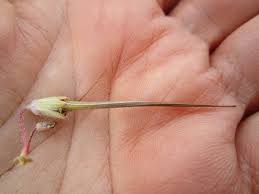 Attēlu rezultāti vaicājumam “Erodium cicutarium fruit”