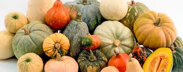 Attēlu rezultāti vaicājumam “Cucurbitaceae”