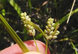 Attēlu rezultāti vaicājumam “Carex scandinavica”