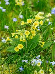 Image result for Himmelschlüssel