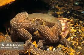 Image result for Cancer borealis