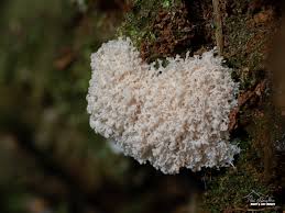 Attēlu rezultāti vaicājumam “Amaurochaete fusiformis”