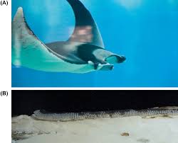 Image result for Myliobatis freminvillei