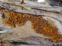 Attēlu rezultāti vaicājumam “Trichia scabra”