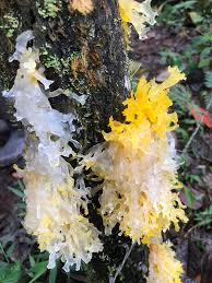 Attēlu rezultāti vaicājumam “Tremella ramalinae”