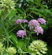 Image result for Iberis umbellata