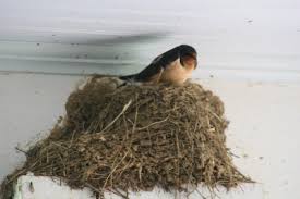 Attēlu rezultāti vaicājumam “Hirundo rustica nest”