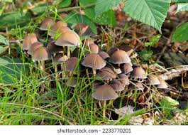 Attēlu rezultāti vaicājumam “Mycena stipata”