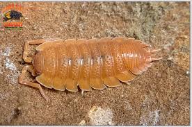 Attēlu rezultāti vaicājumam “Porcellio scaber”