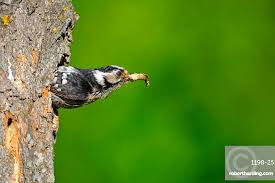 Attēlu rezultāti vaicājumam “Dendrocopos minor female”