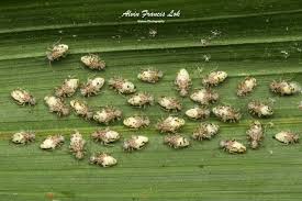 Attēlu rezultāti vaicājumam “Psocoptera”