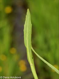 Attēlu rezultāti vaicājumam “Rorippa amphibia”