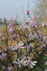 Attēlu rezultāti vaicājumam “Magnolia x loebneri flower”