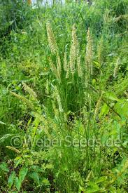 Attēlu rezultāti vaicājumam “Cynosurus cristatus”