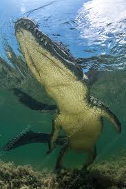 Image result for Crocodylus acutus