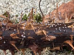 Attēlu rezultāti vaicājumam “Lycogala sphaeroconicum young”