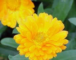 Attēlu rezultāti vaicājumam “Calendula officinalis flower”