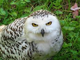 Image result for Bubo scandiacus