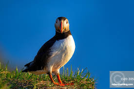 Image result for Fratercula arctica