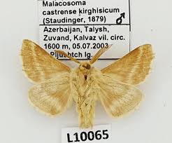 Attēlu rezultāti vaicājumam “Malacosoma castrensis male”