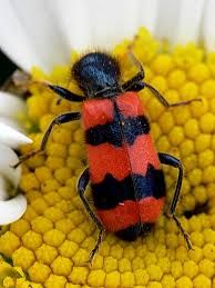 Attēlu rezultāti vaicājumam “Trichodes apiarius”