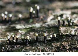 Attēlu rezultāti vaicājumam “Holwaya mucida”