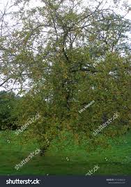 Attēlu rezultāti vaicājumam “Malus mandshurica”