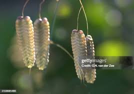 Attēlu rezultāti vaicājumam “Briza media bud”