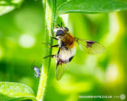 Attēlu rezultāti vaicājumam “Leucozona lucorum”