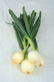 Image result for Zwiebeln