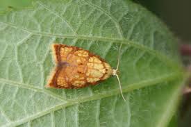 Attēlu rezultāti vaicājumam “Acleris bergmanniana”