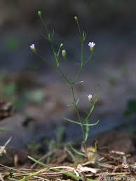 Attēlu rezultāti vaicājumam “Gypsophila muralis fruit”