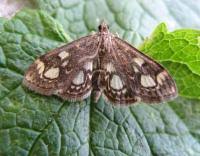 Attēlu rezultāti vaicājumam “Anania coronata”