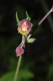 Attēlu rezultāti vaicājumam “Geum rivale bud”