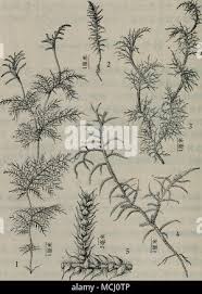 Attēlu rezultāti vaicājumam “Hylocomiastrum umbratum”