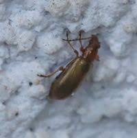 Attēlu rezultāti vaicājumam “Orsodacne cerasi”