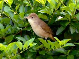 Image result for Acrocephalus aedon